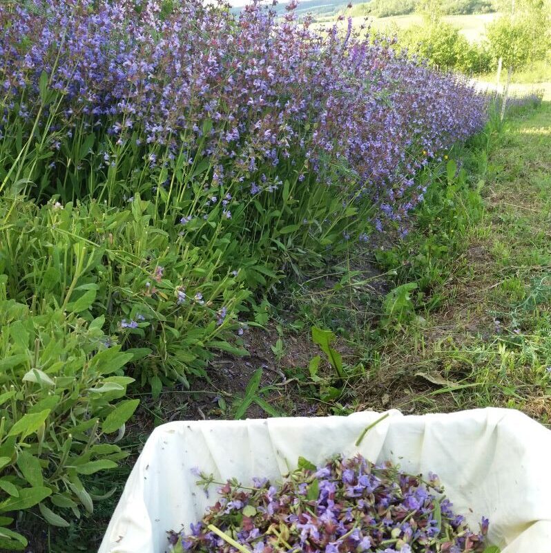 AditisGarten